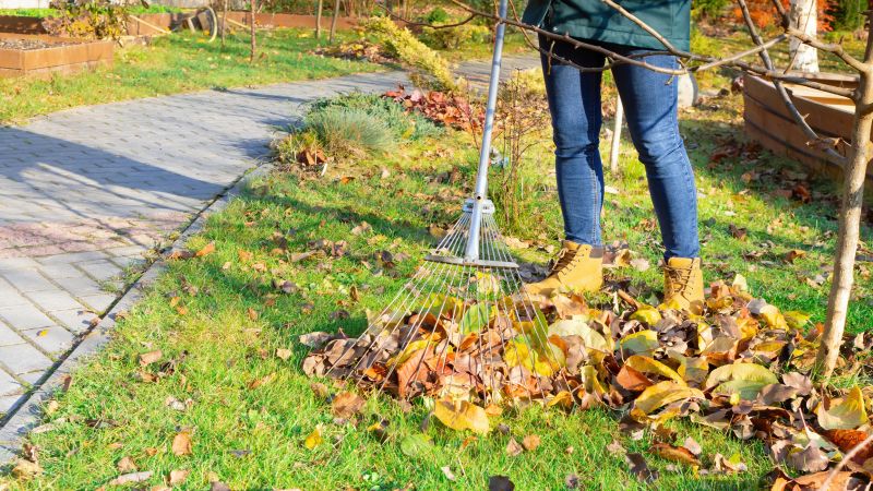 Leaf Raking in Progress