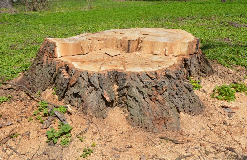 Stump Cutting in Prince Georges County, MD