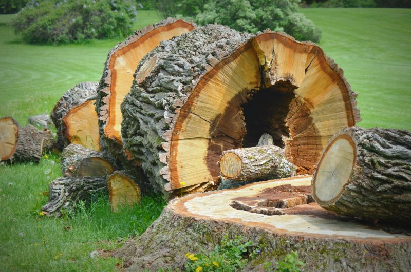 Stump Cutting in Prince Georges County, MD