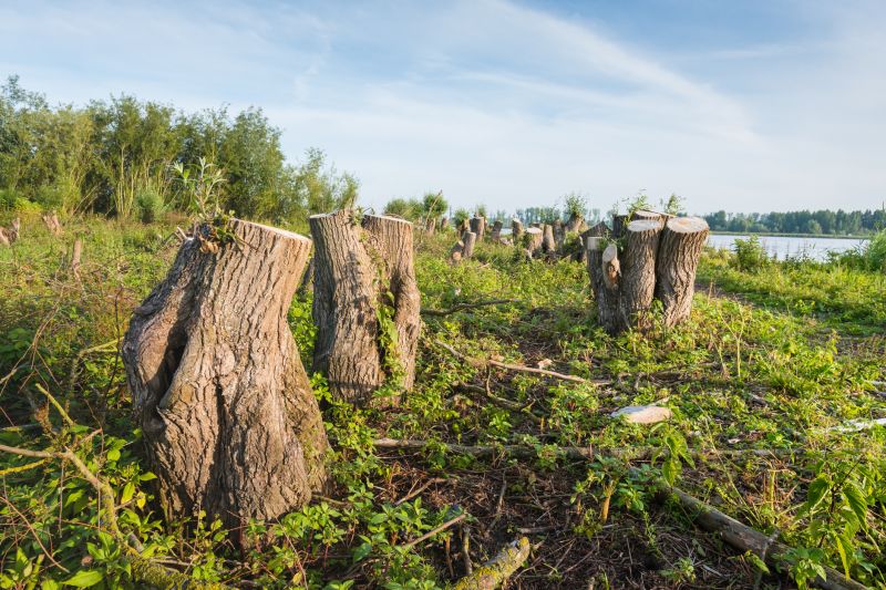 Land Clearing After Stump Removal
