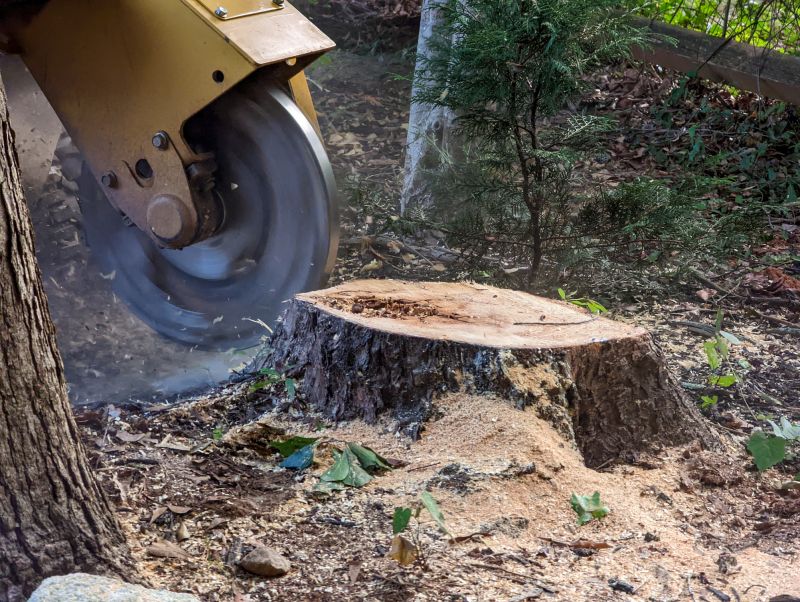 Local Stump Grinding Service pros at work