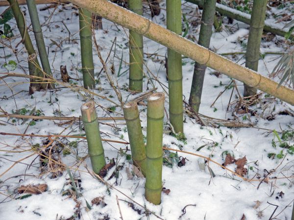 Bamboo Stump Removal