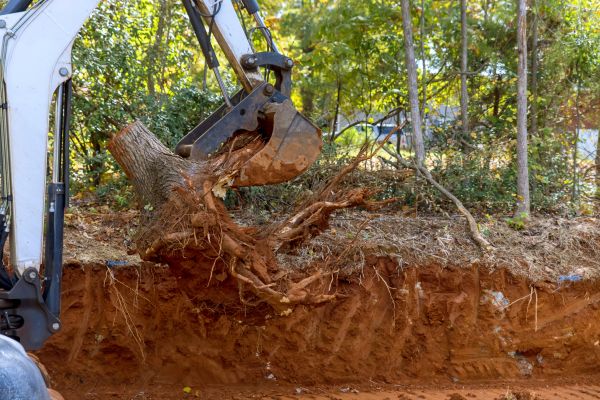 Root Blockage Extraction