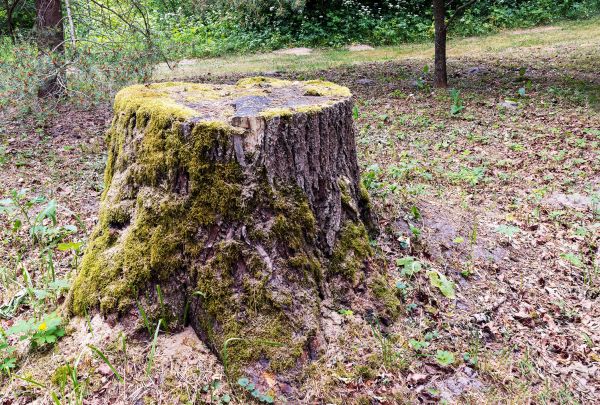 Pine Stump Removal